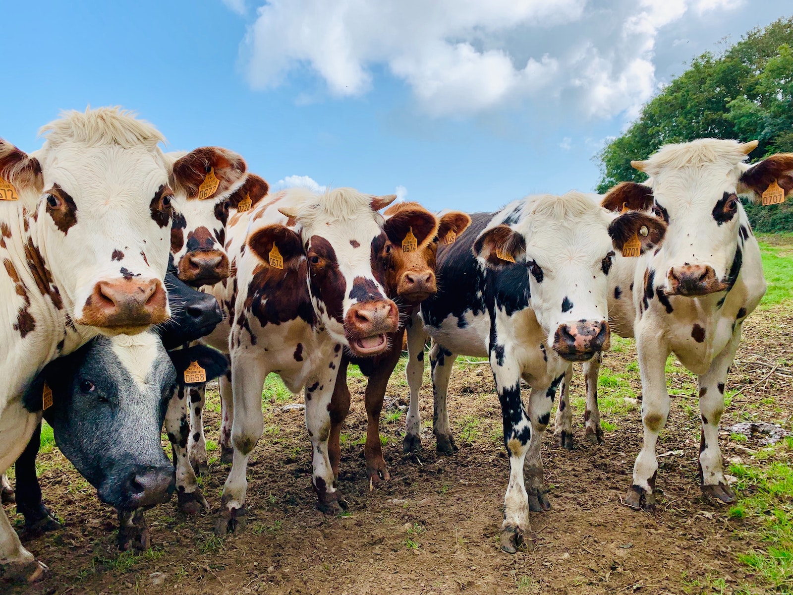 How to Prepare and Load a Livestock Trailer – Mother Earth News